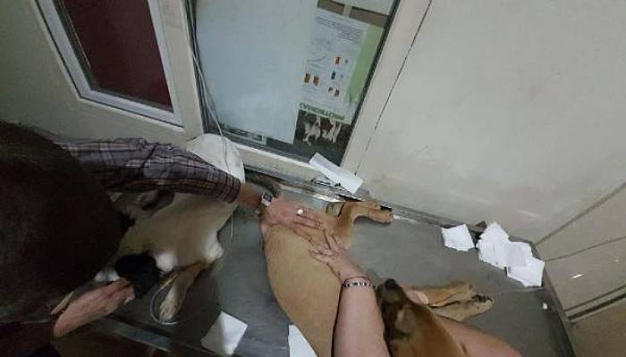 Biga'da Çok Sayıda Köpek Zehirlenerek Öldürüldü