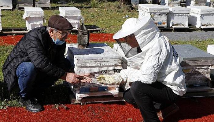 Tarımda Zamansız İlaçlama Arıları Öldürüyor