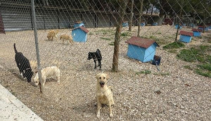 Bakım Merkezinde Köpeklerin Açlıktan Birbirini Parçaladığı İddiasına Soruşturma