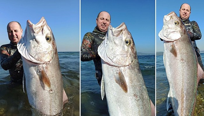 Zıpkınla 55 Kiloluk Akya Balığı Avladı