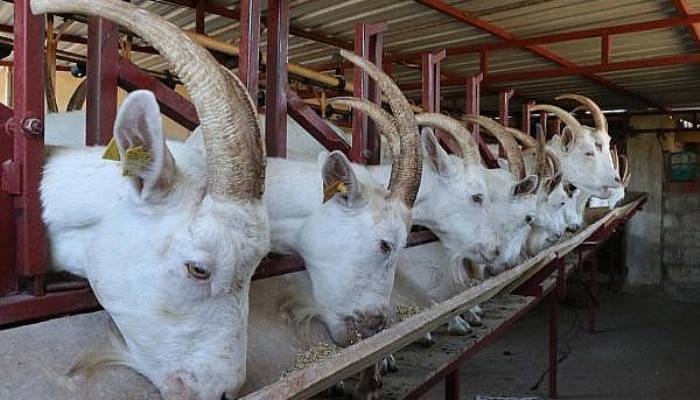 Süt Verimi Yılda Bin Litreyi Bulan Saanen Cinsi Keçiler, Yetiştiricinin Gözdesi 