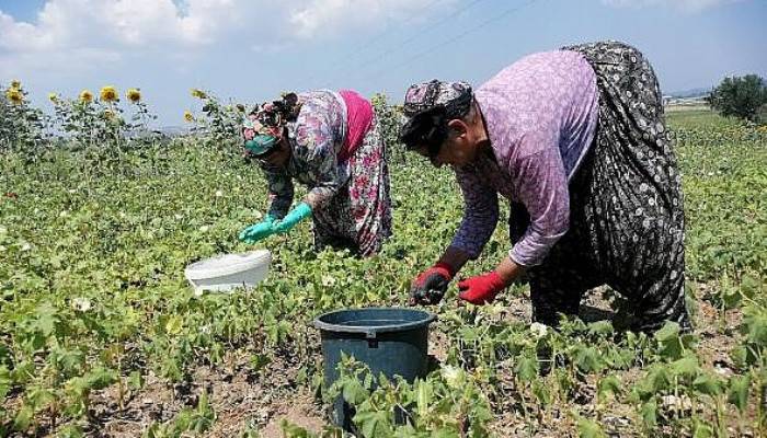 Bamya, Üreticisinin Yüzünü Güldürüyor