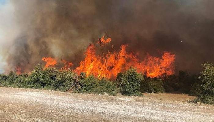 Ayvacık'ta 70 Dönümlük Makilik Alan Kül Oldu