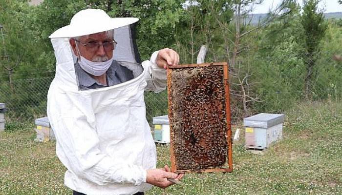 Arı Sempatik Değil Ama Yaşamımızı Sürdürmede Payı Çok Fazla