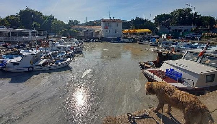 Bozcaada’da Tedirgin Eden Müsilaj Görüntüsü