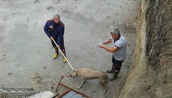 İnşaat Alanında Çukura Düşen Köpeği İtfaiye Ekibi Kurtardı