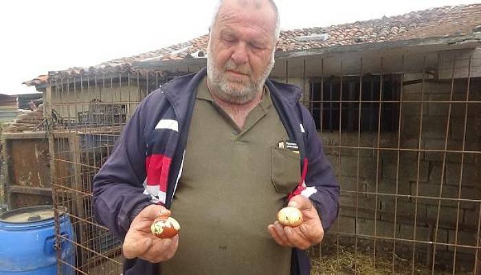 Maydanozla Beslediği Tavuk, Maydanoz Desenli Yumurta Yumurtladı